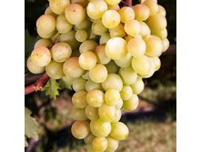 �������� �������� ���� �������