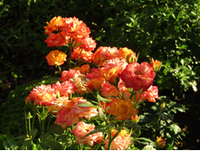 ���� "Sunmaid"