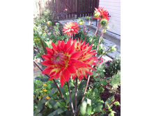 IMG 20170917 092133.jpg