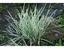 ������� ����������� 80 ���.