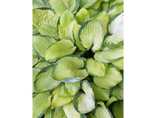 ����� Gold Standard /���� ��������/ (47)