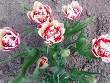 IMG 20170523 113050 1.jpg