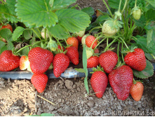 ���������  �������(��������)����������� �������� ����� � ������� 6 �����  241�