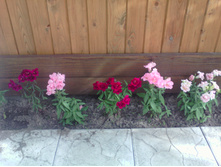 IMG 20170625 163755.jpg