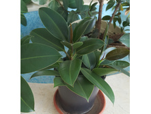 ����� ������������� 300 ���.