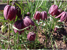 ������ ���������