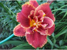 586ea2ef721b0 img4300.jpg