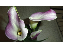 ����� ����