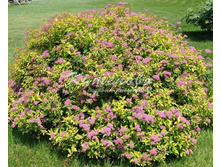 ������ ������������� � ������� 110�