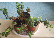 ��������� 180 ���.