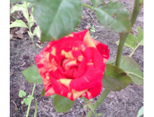 IMG 20160820 072414.jpg