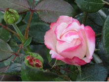 ���� "���������"