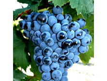 �������� �������� ���� �������� �������� 190�