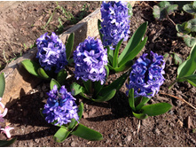 ������� ��� �����