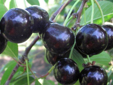 ����� ������������ �4 �140* 545� �7 728�