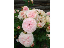 IMG 20180725 193246.jpg