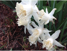 ������� ����� ��