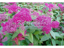 ������ �������� �������� � �������  160�