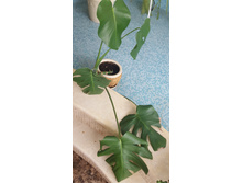 �������� 250 ���.