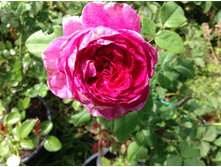 ���� �� �������