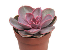 ������� ��� ����