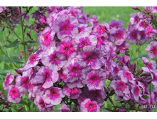 ������ ����� ����������� ���������� ��������