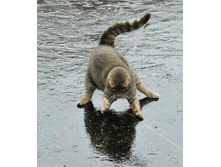 ��� ������� ������������ �� ����