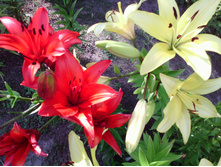 IMG 20160718 170145.jpg