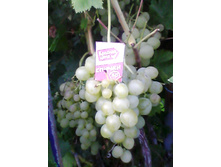 ����� �������� � � � �