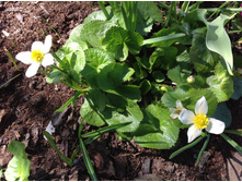 ��������� �����