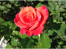 I���� ���������� �����������