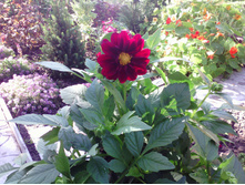 IMG 20170917 092029.jpg