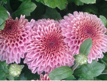 ����������� (����������) ������� ����������