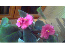 ������ Ness orange Peckoe