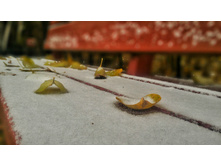 P 20181110 093938 DF-01.jpeg