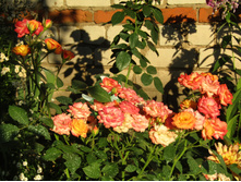 ���� "Sunmaid"