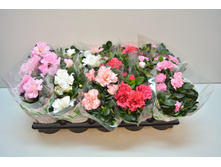 ������ ����