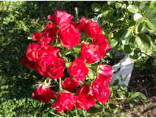 ���� �������������� ������� �����������