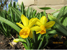 ������� "��������"