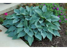 ����� Halcyon /�������/ (57)