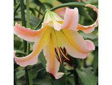 ����� LOL - ������� ILLUSIVE (25)