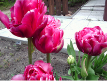 IMG 20170604 120140.jpg