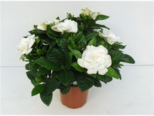 �������� �������������- 350 - 500 ���.