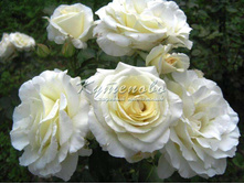 ���� ���������� ���� ���������� � ������� 180�