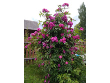 IMG 20180706 140004.jpg