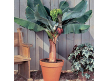 ����� (musa)