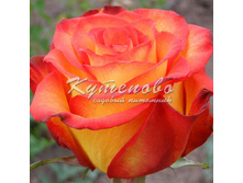 ���� ���������� ���� ������ � ������� 180�