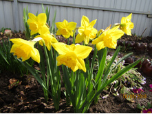 ������� "�������"