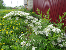 ������ ����� "���������"