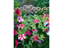 IMG 20180812 190930.jpg